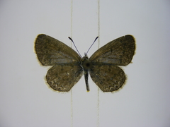 Zizina otis antanossa