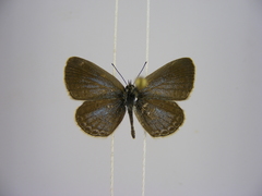 Zizina otis antanossa