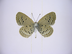 Zizina otis antanossa