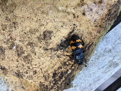 Nicrophorus interruptus