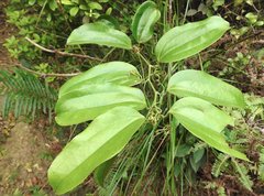 Smilax lanceifolia opaca