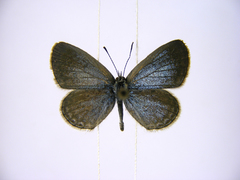 Zizina otis antanossa