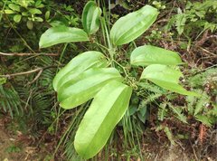 Smilax lanceifolia opaca