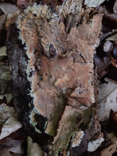 Phanerochaete velutina, 2025-04-26