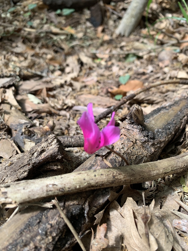 Ciclamino primaverile