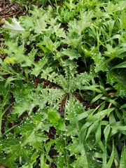 Carduus nutans leiophyllus