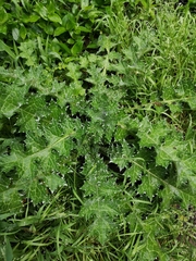 Carduus nutans leiophyllus
