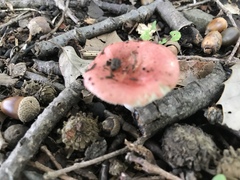 Fungi