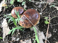Fungi