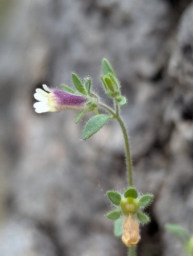 Chaenorhinum rubrifolium, photograph 4