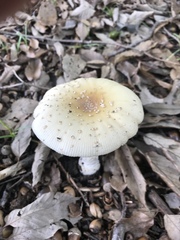 Fungi