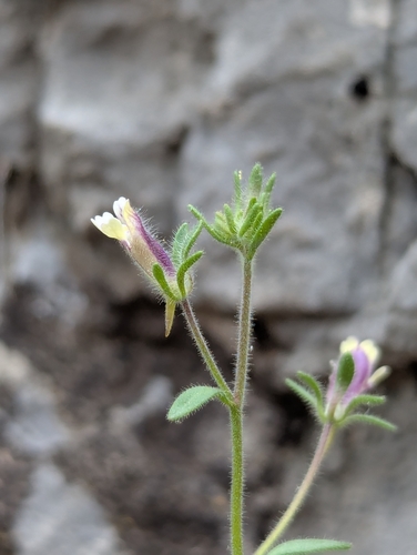 Image of Chaenorhinum rubrifolium by (c) Denis Bastianelli, some rights reserved (CC BY)