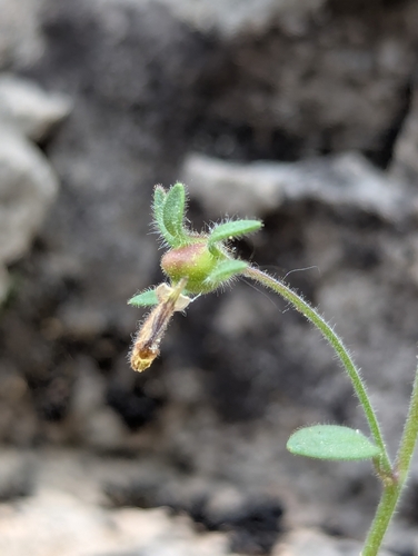 Chaenorhinum rubrifolium, photograph 6