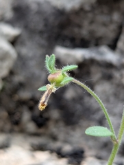 Chaenorhinum rubrifolium, photograph (c) Denis Bastianelli, some rights reserved (CC BY)