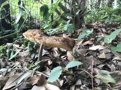 Fungi