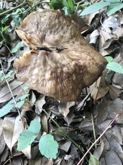 Fungi