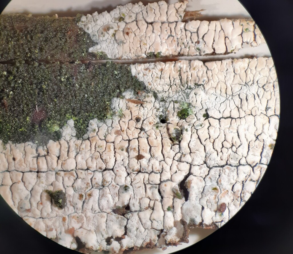 Ceraceomyces microsporus