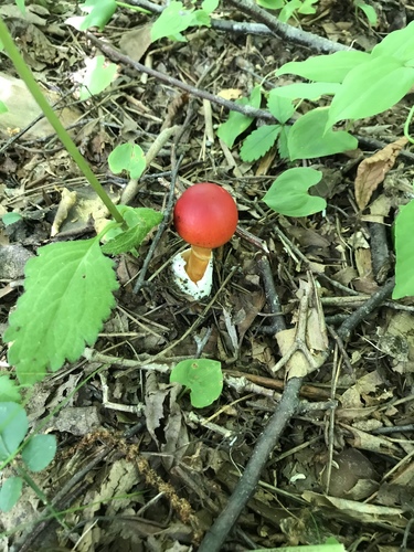 Amanita caesareoides