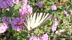 Iphiclides podalirius