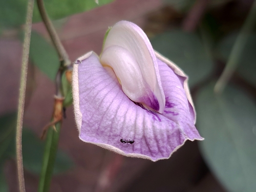 Image of Centrosema pubescens by (c) vrxz, some rights reserved (CC BY-SA)