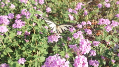 Iphiclides podalirius