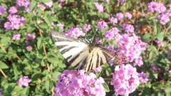Iphiclides podalirius