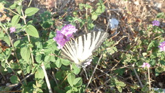 Iphiclides podalirius