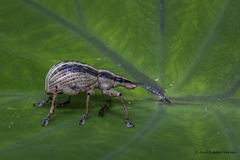 Parapionus varicolor