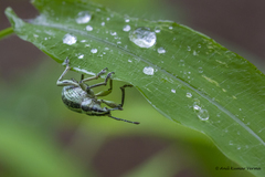 Parapionus varicolor