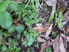 Lysimachia japonica
