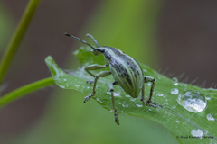 Parapionus varicolor