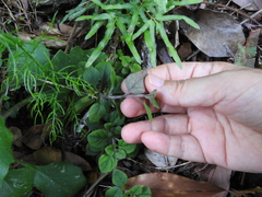 Lysimachia japonica