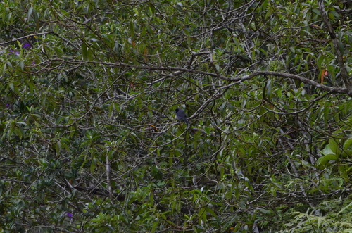 Black-faced Tanager (Schistochlamys melanopis), photo 4