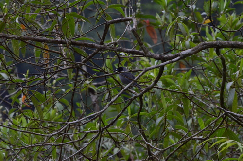 Black-faced Tanager (Schistochlamys melanopis), photo 3