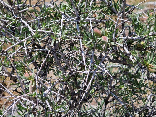 thorny almond (Prunus spinosissima)