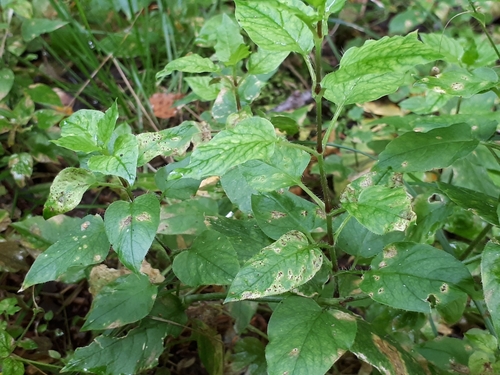 Puccinia arenariae
