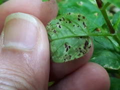 Puccinia arenariae