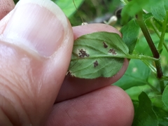 Puccinia arenariae