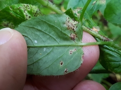 Puccinia arenariae