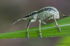 Parapionus varicolor