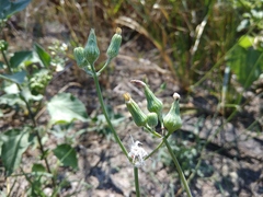 Sonchus oleraceus