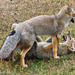 South American Gray Fox - Photo (c) c michael hogan, some rights reserved (CC BY-NC), uploaded by c michael hogan
