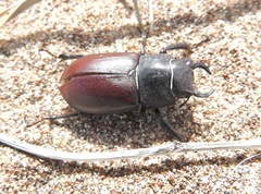 Lucanus mazama