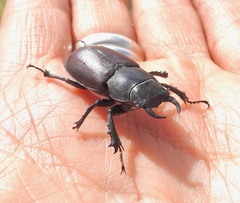 Lucanus mazama