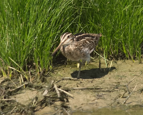 Agachadiza real (Gallinago media)
