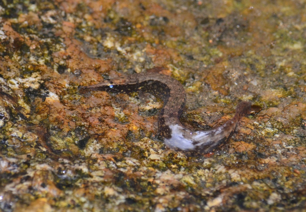 half-banded spiny eel (Fishes of North Selangor Peat Swamp Forest