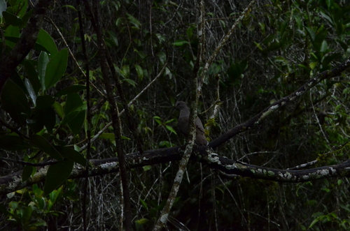 Yungas Dove (Leptotila megalura), photo 2