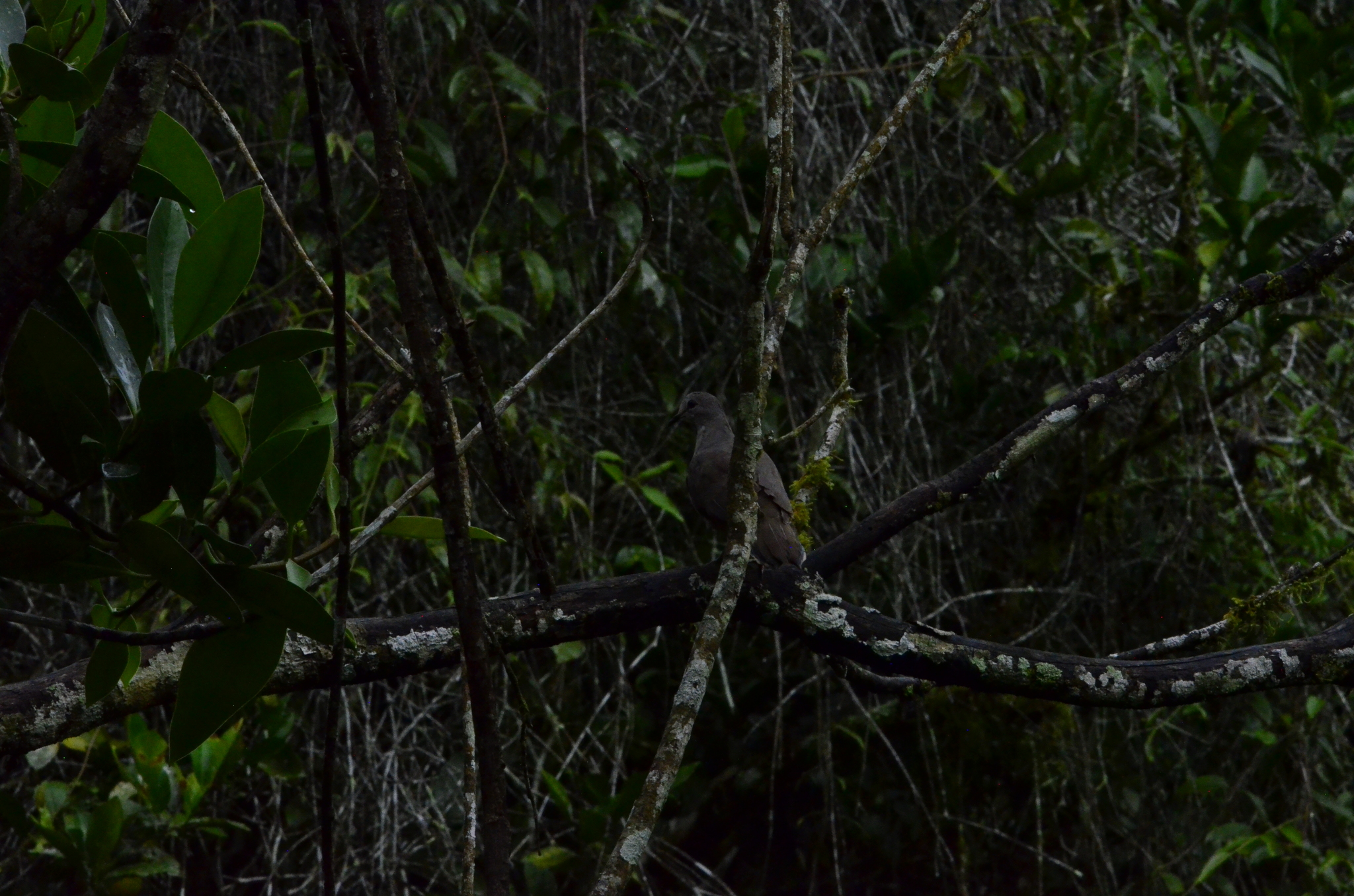 Yungas Dove (Leptotila megalura), photo 2