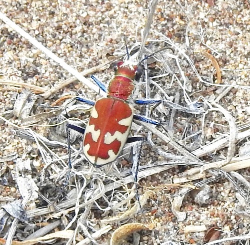 Big Sand Tiger Beetle photo 3