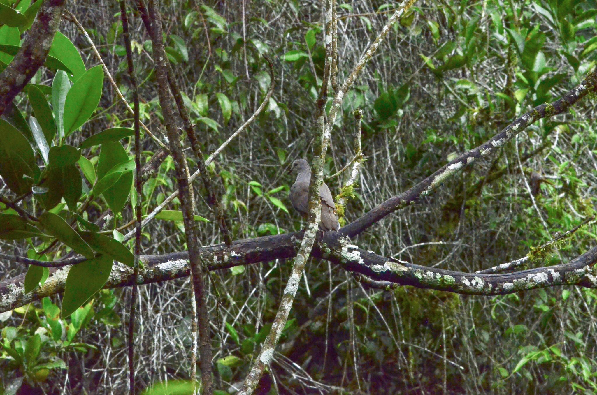 Yungas Dove (Leptotila megalura), photo 4